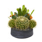 16"  Mixed Cactus Artificial Plant in Decorative Bowl
