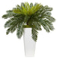 Cycus in White Planter