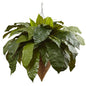 Giant Bird's Nest Fern with Cone Hanging Basket