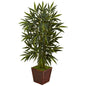 4' Bamboo Tree in Bamboo Square