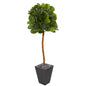 5.5' Fiddle Leaf Artificial Tree in Slate Planter (Real Touch)