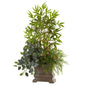 38"  Mixed Mini Bamboo, Fittonia & Springeri w/Planter