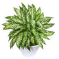 21' Aglonema Artificial Plant in White Vase
