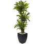 5.5' Corn Stalk Dracaena with Black Wash Planter