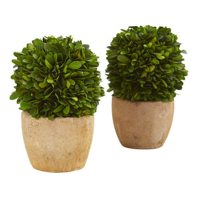 7" Boxwood Ball Preserved Plant in Decorative Planter (Set of 2)