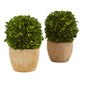 7" Boxwood Ball Preserved Plant in Decorative Planter (Set of 2)