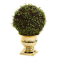 Mohlenbechia Ball Topiary in Gold Urn