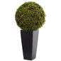Mohlenbechia Ball Artificial Plant in Black Tower Vase