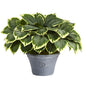 23" Variegated Hosta Artificial Plant in Gray Planter