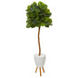 5.5' Fiddle Leaf Artificial Tree in White Planter with Stand (Real Touch)