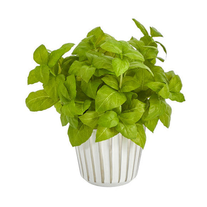 10" Basil Artificial Plant in White Planter with Silver Trimming