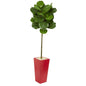 5.5' Fiddle Leaf Artificial Tree in Red Tower Planter