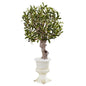 3' Olive Tree in White Urn