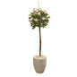 57" Rose Topiary Artificial Tree in Sand Colored Planter