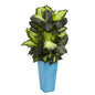 4.5' Golden Dieffenbachia in Turquoise Planter