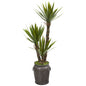 54" Yucca Artificial Tree in Metal Planter