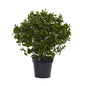 28"  Peperomia Plant UV Resistant (Indoor/Outdoor)