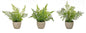 Assorted Fern Plant in Grey Pot (Set of 3)