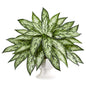 18" Silver Queen Artificial Plant in White Pedestal