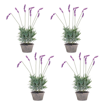 Potted Lavender Plant (Set of 4)