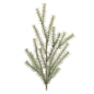 Glittered Pine Spray (Set of 2)