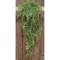 Dill Leaves Hanging Bush 34" (Pack of 2)