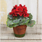 Potted Geraniums (Pack of 2)
