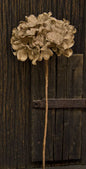 Burlap Hydrangea Pick - Natural (Pack of 4)