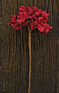 Burlap Hydrangea Pick - Burgundy (Pack of 4)