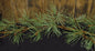 Icy Needle Pine Garland