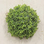 Morning Rain Half Sphere 5" (Pack of 4)
