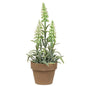 Potted Mountain Bells White (Pack of 4)