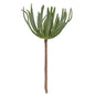 Palm Succulent (Pack of 4)