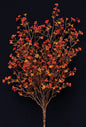 Rust Star Flower Bush 20"