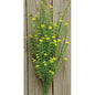 Yellow Astilbe Bush 20"  (Pack of 4)