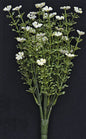 White Astilbe Bush 10-1/2" (Pack of 4)