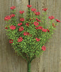 Red Astilbe Bush 10-1/2" (Pack of 4)
