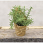 Paper Pot Springerri 6" (Pack of 4)