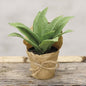 Paper Pot Cowslip 6"  (Pack of 4)