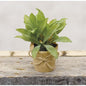 Paper Pot Herb 6"  (Pack of 4)