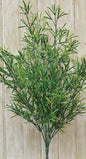 Asparagus Bush (Pack of 2)