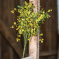 Bog Pimpernel Bush 12" (Pack of 4)