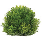 Seed Head Half Sphere 5.5" (Pack of 4)