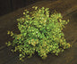 Baby's Grass Table Piece (Pack of 4)