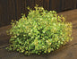 Baby's Grass Table Piece 7" (Pack of 2)