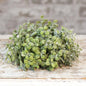 Icy Pebble Eucalyptus Half Sphere 8" (Pack of 4)