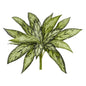 10" Silver Queen Artificial Plant (Set of 6)