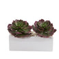 11" Echeveria Succulent Artificial Plant in White Planter