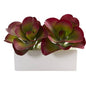 11" Succulent Artificial Plant in White Planter