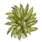 13" Aglonema Artificial Plant in White Planter